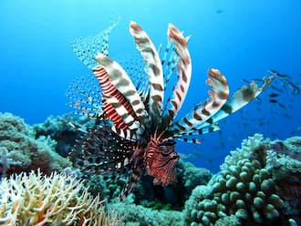 onderwater leven Zanzibar